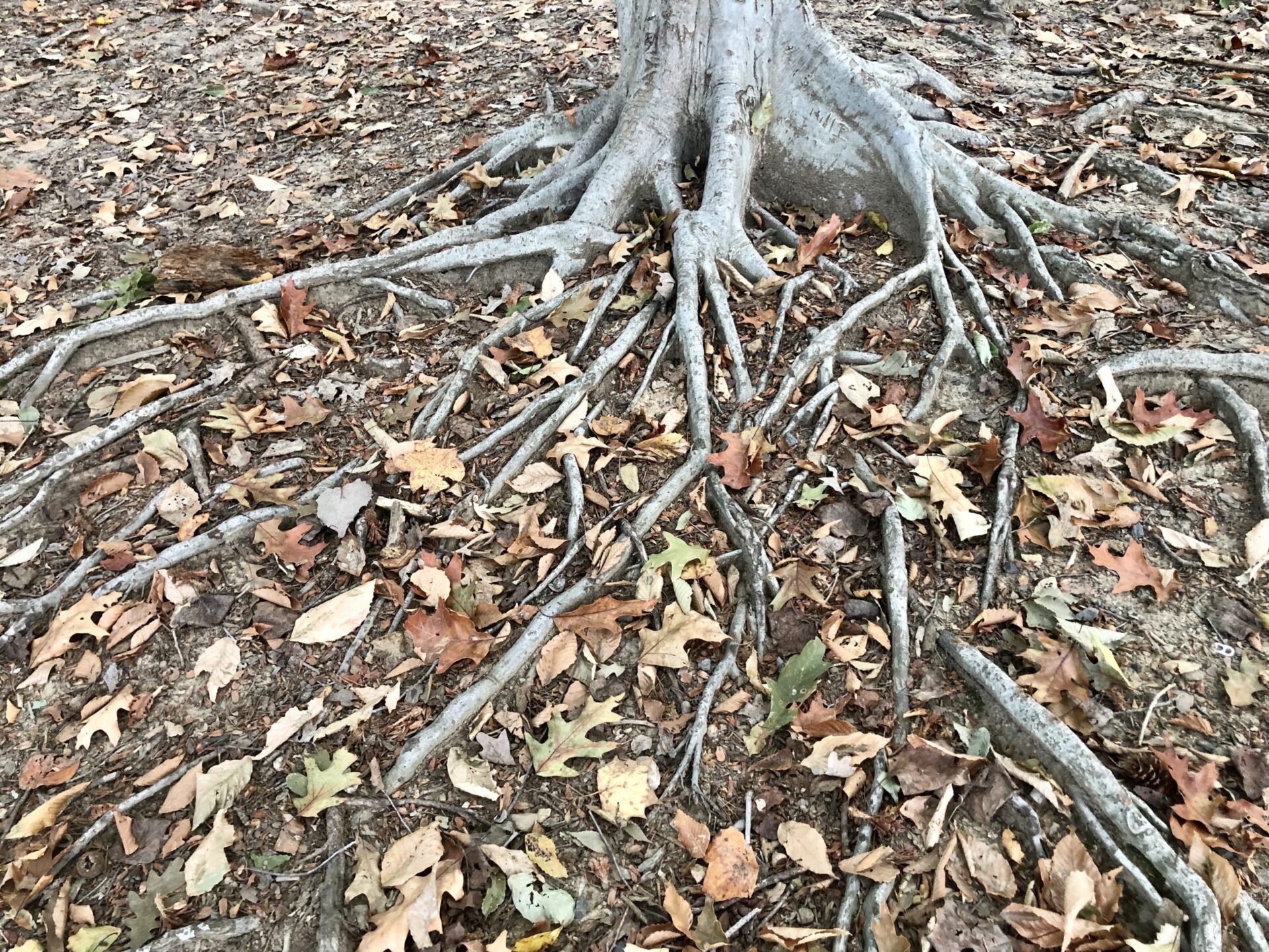 intricate-and-expansive-tree-roots-among-autumn-le-HEHA5HM